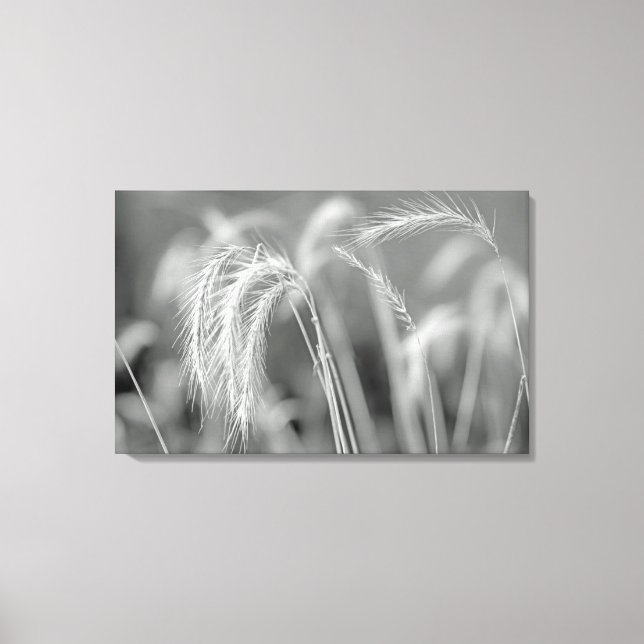 Wilde Gräser - Schwarz und Weiß Leinwanddruck (Vorderseite)