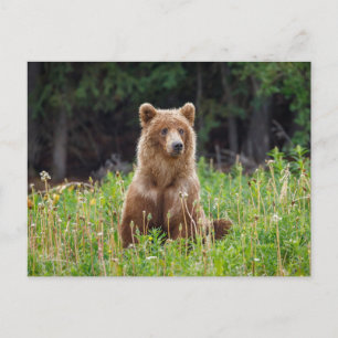 Wilde Grizzlybären in Alaska Postkarte