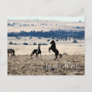 Wilde Hengste, voradressiert: Sec of the Interior Postkarte