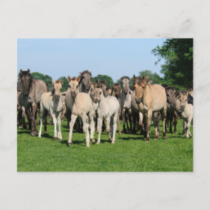 Wilde Herde von Duelmen Ponies mit Fohlen. Postkarte