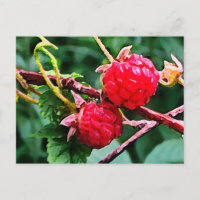 Wilde Himbeeren