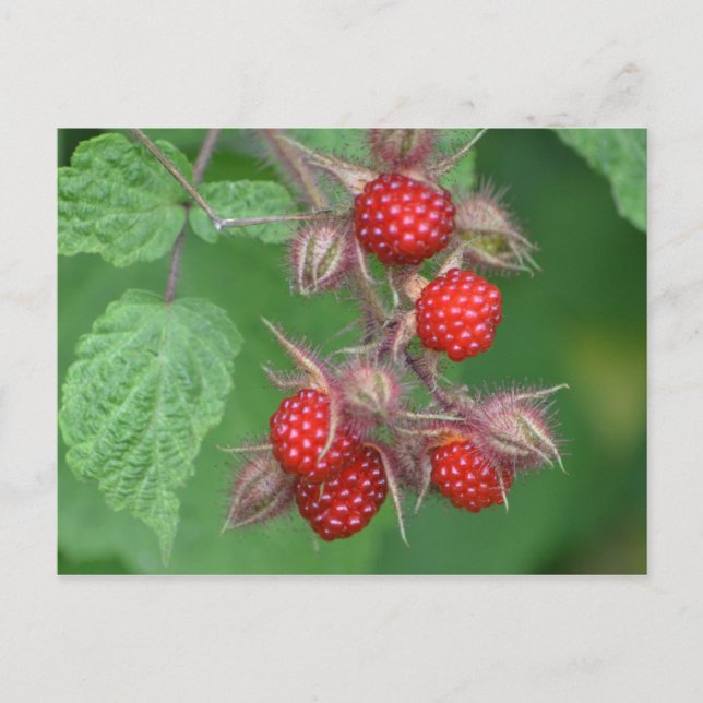 Wilde Himbeeren Postkarte (Vorderseite)