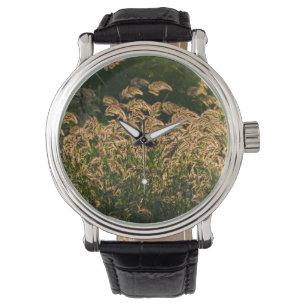 Wilde Hirse (Panicum Sp.) wächst im Feuchtgebiet Armbanduhr