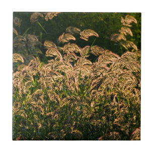 Wilde Hirse (Panicum Sp.) wächst im Feuchtgebiet Fliese