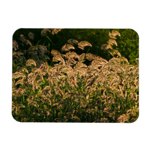 Wilde Hirse (Panicum Sp.) wächst im Feuchtgebiet Magnet
