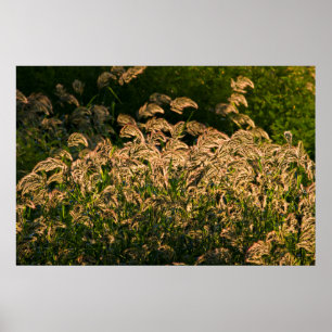 Wilde Hirse (Panicum Sp.) wächst im Feuchtgebiet Poster
