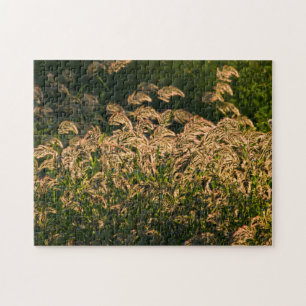 Wilde Hirse (Panicum Sp.) wächst im Feuchtgebiet Puzzle