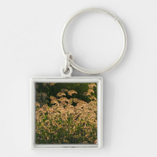 Wilde Hirse (Panicum Sp.) wächst im Feuchtgebiet Schlüsselanhänger