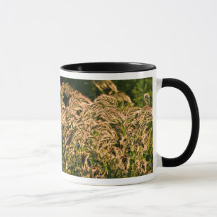 Wilde Hirse (Panicum Sp.) wächst im Feuchtgebiet Tasse