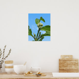 Wilde Hortensie Poster