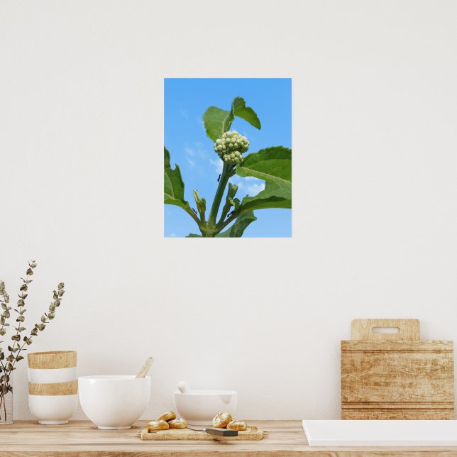 Wilde Hortensie Poster (Küche)