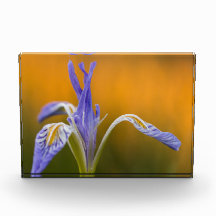 Wilde Iris-Wildblume in Alpenglow Reflexion