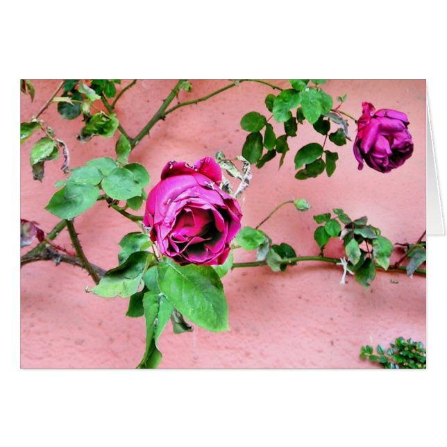 Wilde irische Rosen-Karte (Vorderseite (Horizontal))