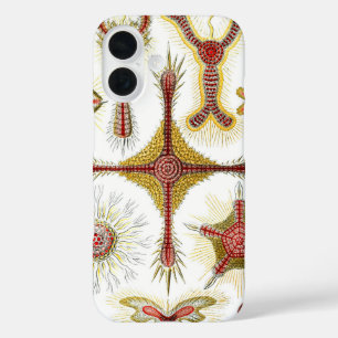 Wilde Kamille von Ernst Haeckel, Vintage-Natur iPhone 16 Hülle