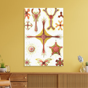 Wilde Kamille von Ernst Haeckel, Vintage-Natur Leinwanddruck