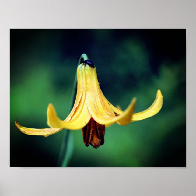 Wilde Kanadier Lily mit glühendem Insekt Poster (Vorne)