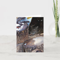 Wilde Katze im Winter - Karte