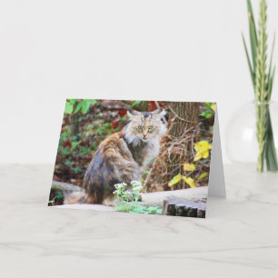 Wilde Katze sitzt auf Waldkarte Karte