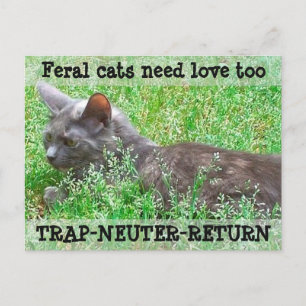 Wilde Katzen-Bedarfs-Liebe - TNR Postkarte
