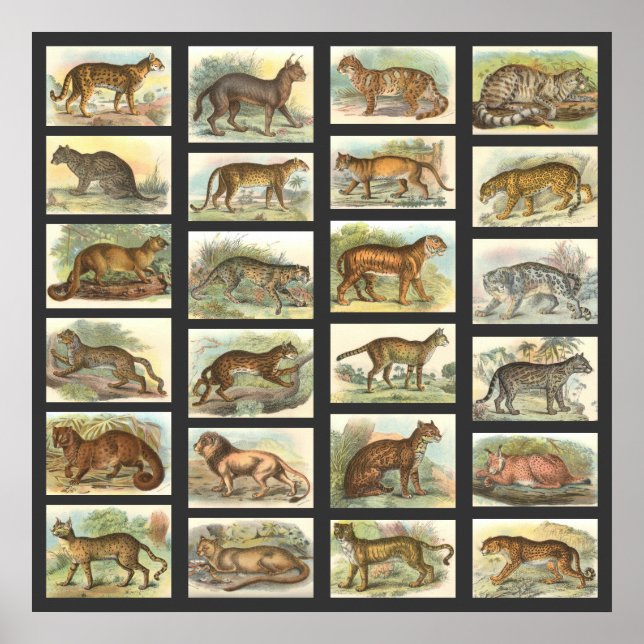 Wilde Katzen Poster (Vorne)