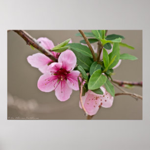 Wilde Kirschblüten im Waldposter Poster