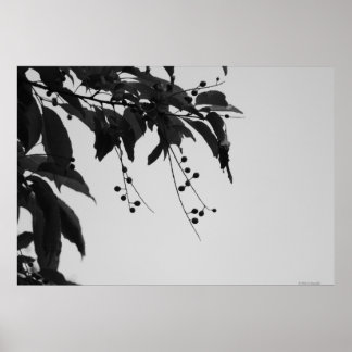 Wilde Kirschen-Plakat Poster