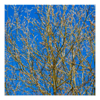 Wilde Knospen - Frühlingsbeginn