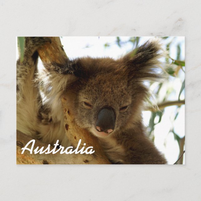 Wilde Koala schlafend auf Eukalyptus-Baum, Austral Postkarte (Vorderseite)