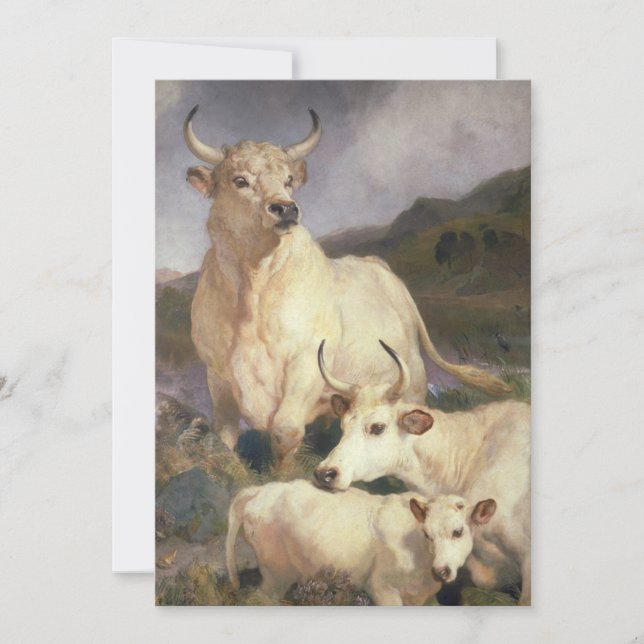 Wilde Kühe (Chillingham) Karte (Vorderseite)