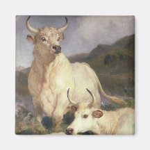 Wilde Kühe (Chillingham)