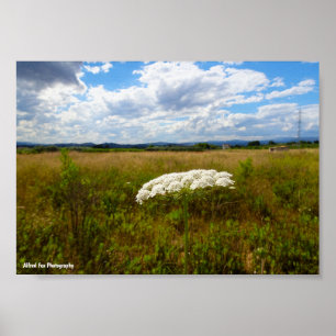 Wilde Lace auf der Wiese Poster