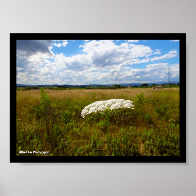 Wilde Lace auf der Wiese Poster (Vorne)
