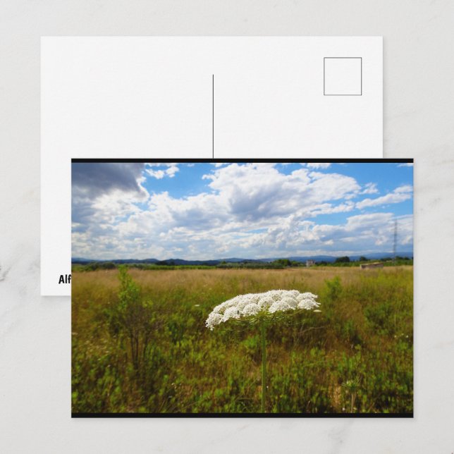Wilde Lace auf der Wiese Postkarte (Vorne/Hinten)