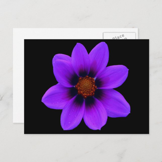 Wilde Lila Blume in der Dämmerung Postkarte (Vorne/Hinten)