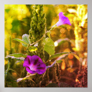 Wilde Lila Morning Glory Blume Abstrakt Poster