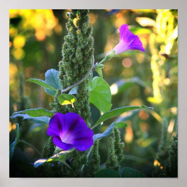 Wilde Lila Morning Glory Blume Poster (Vorne)