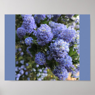 Wilde Lilacs Poster