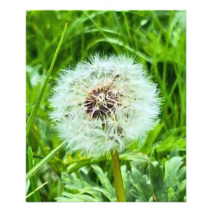 Wilde Löwenzahn Rumänien Botanische Makrofotografi Fotodruck