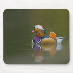 Wilde Mandarinente Aix galericulata) auf dunklem Mousepad
