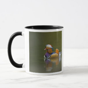 Wilde Mandarinente Aix galericulata) auf dunklem Tasse
