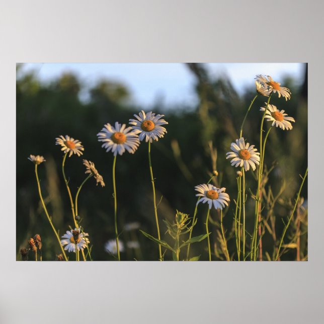 Wilde Milchprodukte auf einem Feld Poster (Vorne)