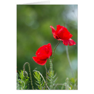 Wilde Mohn
