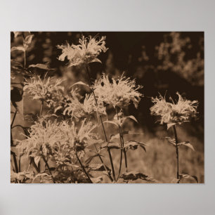 Wilde Monarda-Blüten in Sepia-Braun Poster