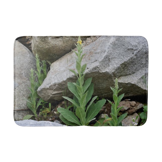 Wilde Mullein-Blume unter den Felsen Badematte (Vorderseite)