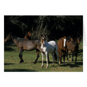 Wilde Mustang-Pferde 1