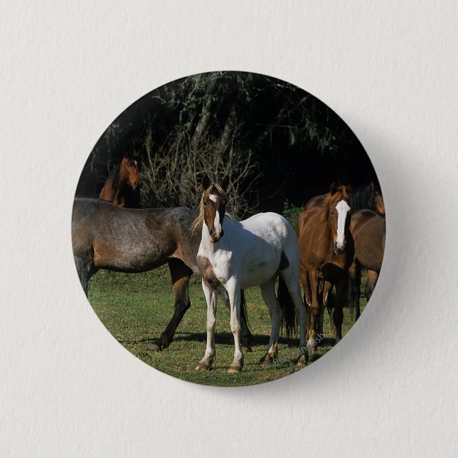 Wilde Mustang-Pferde 1 Button (Vorderseite)