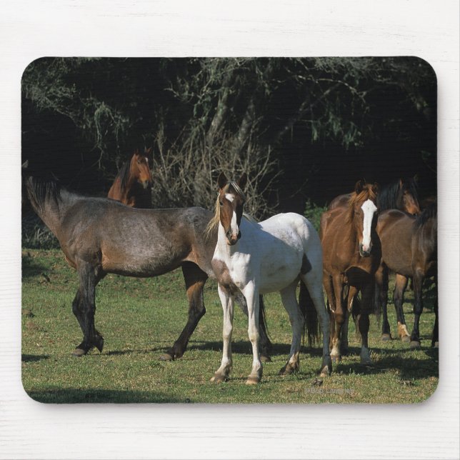Wilde Mustang-Pferde 1 Mousepad (Vorne)