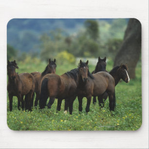 Wilde Mustang-Pferde 3 Mousepad