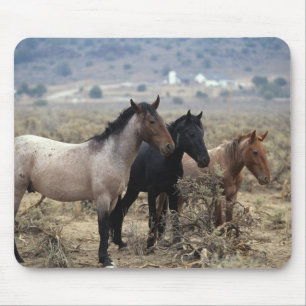 Wilde Mustang-Pferde 5 Mousepad