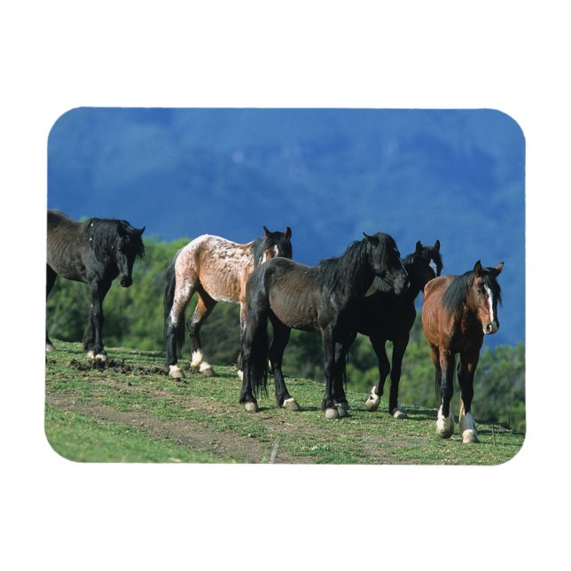 Wilde Mustang Pferde in den Bergen Magnet (Horizontal)